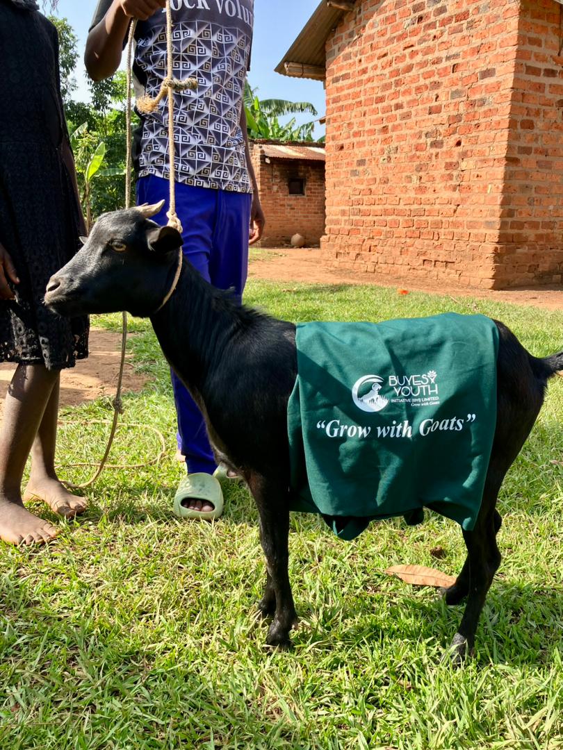 Goat with Buyesi Youth Initiative branding